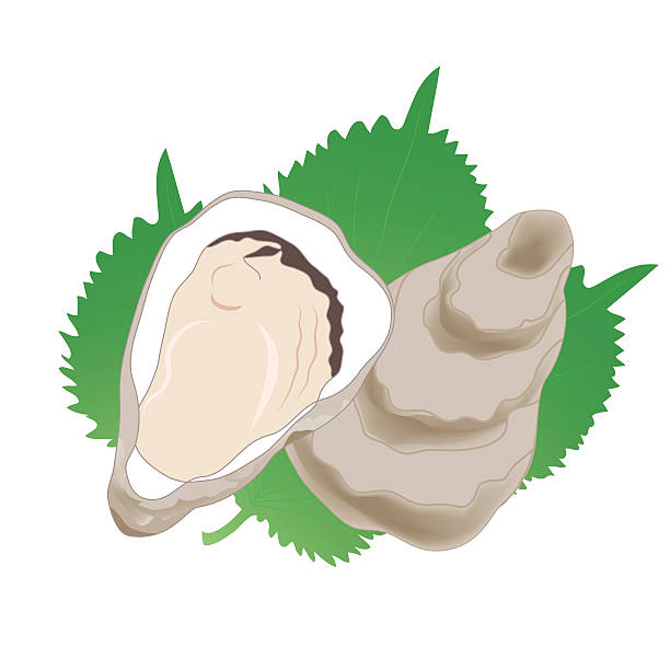 Pacific Oyster Clip Art, Vector Images & Illustrations.