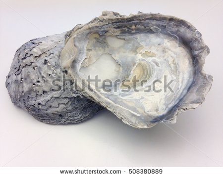 Pacific Oyster Stock Photos, Royalty.