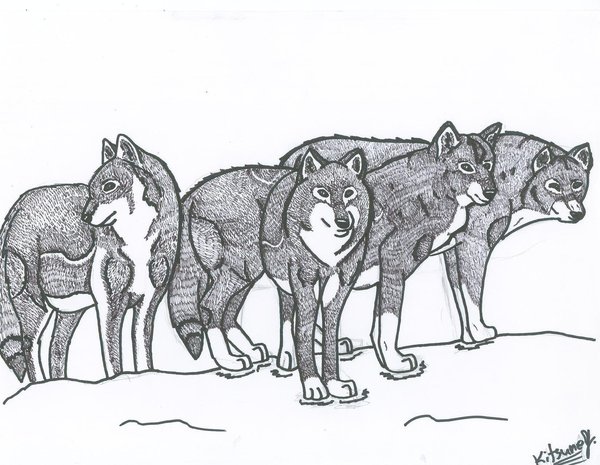 Pack Of Wolves Clipart.