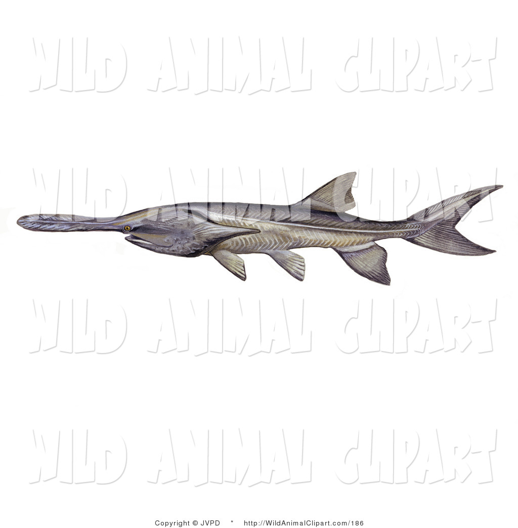 Download paddlefish clipart 10 free Cliparts | Download images on ...