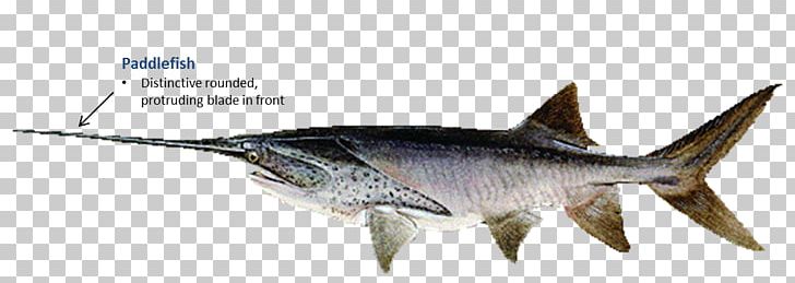 Download paddlefish clipart 10 free Cliparts | Download images on ...