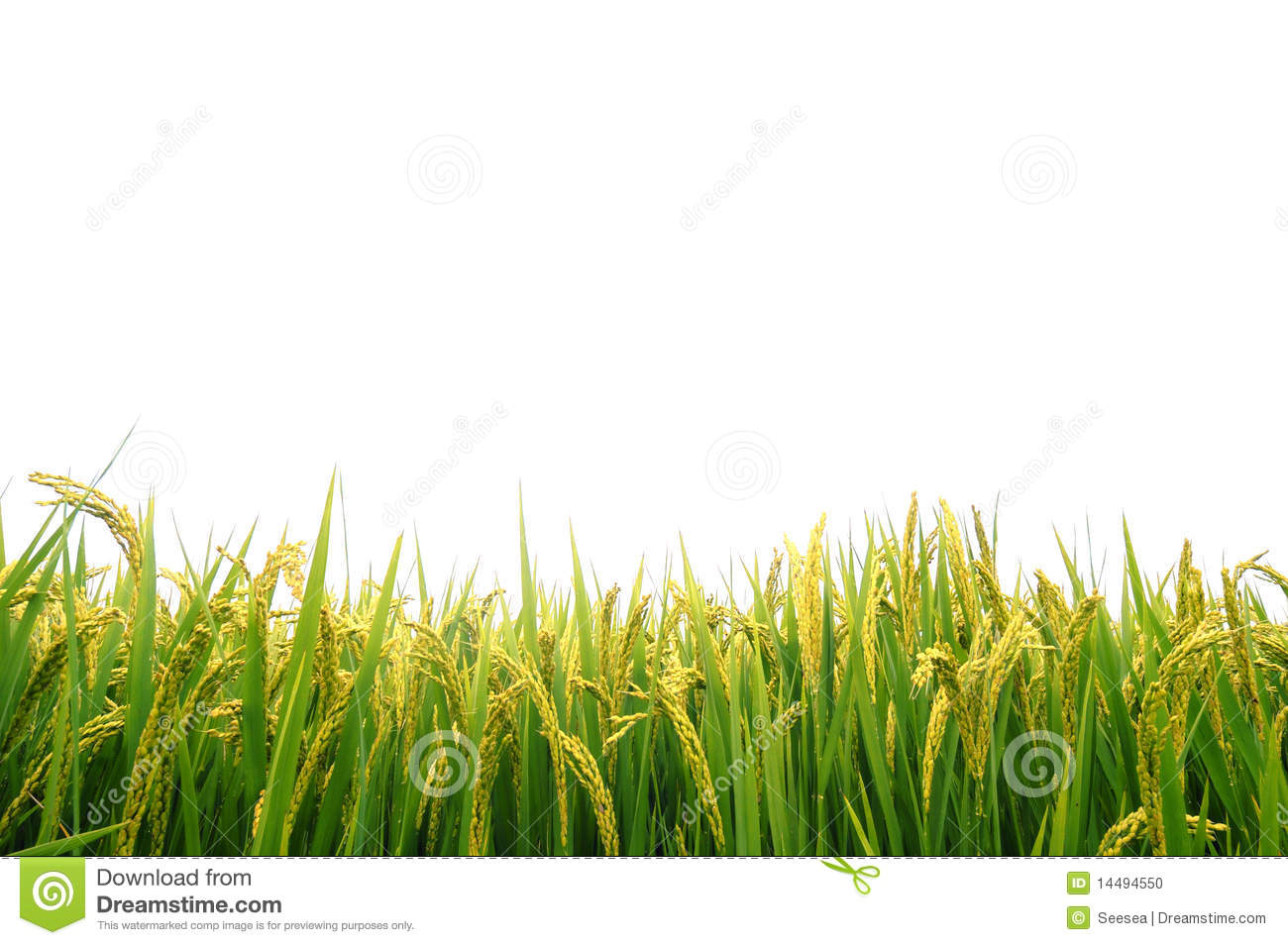 Paddy Field Clipart.