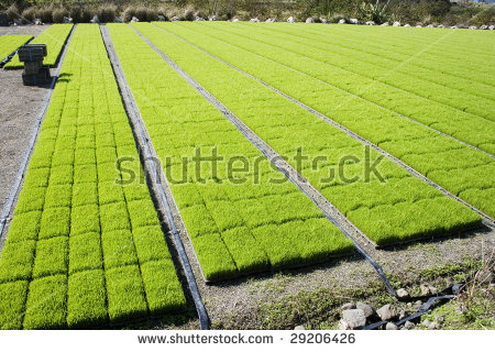 Rows On Rows Of Rice Seedling. They Are Grown Outside The Paddy.