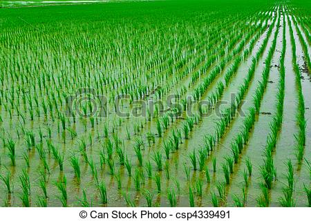 Paddy field clipart.