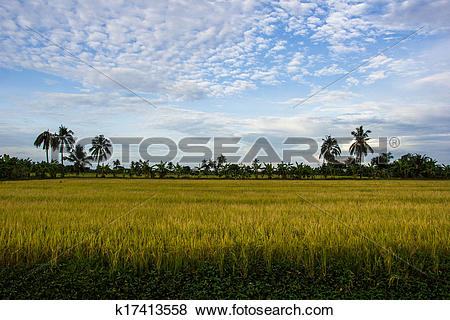 Pictures of Padi Field, Nakornpathom, Thailand k17413558.