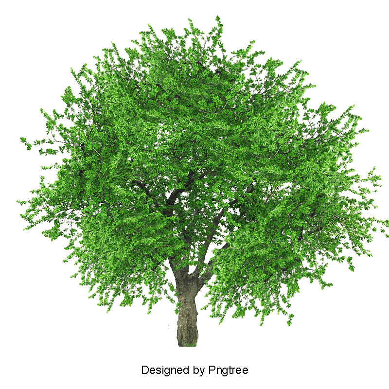 Tree PNG Images, Download 55,445 Tree PNG Resources with.