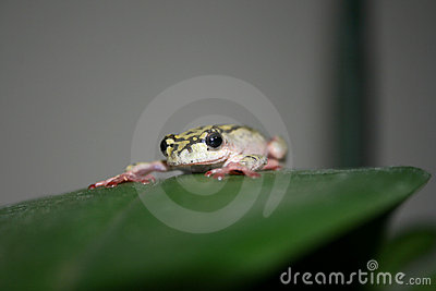 Painted Reed Frog Stock Photo.