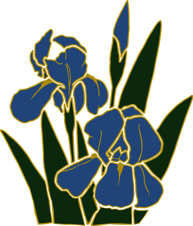 Free vector graphic: Flower, Garden, Iris, Plant.