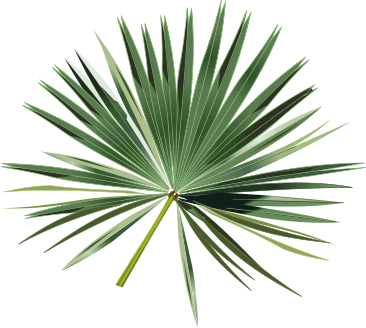 Palm Leaves Clipart.