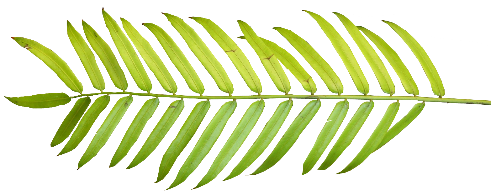 Palm Leaf Clipart.