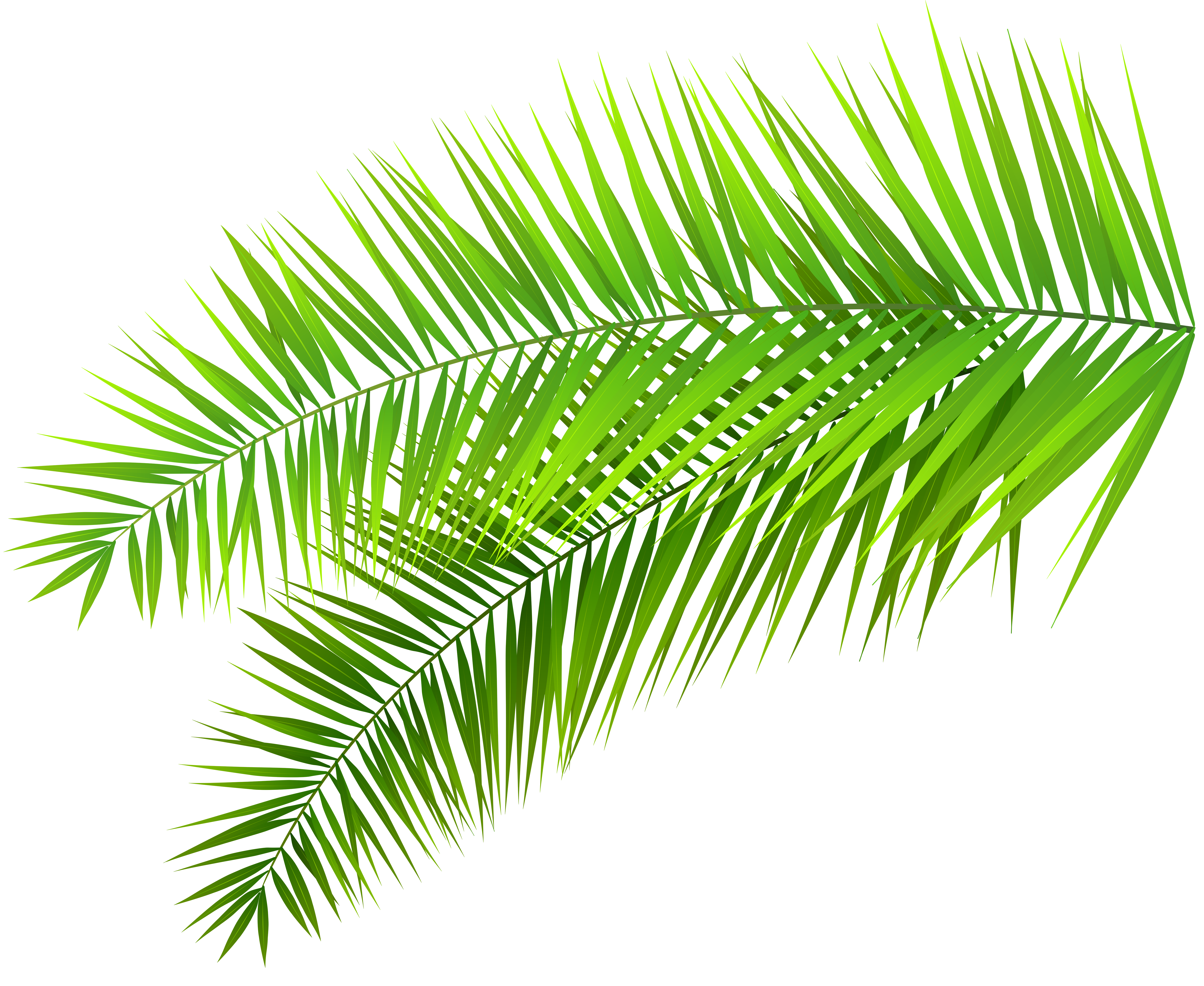 Palm frond palm leaf clipart 20 free Cliparts | Download ...