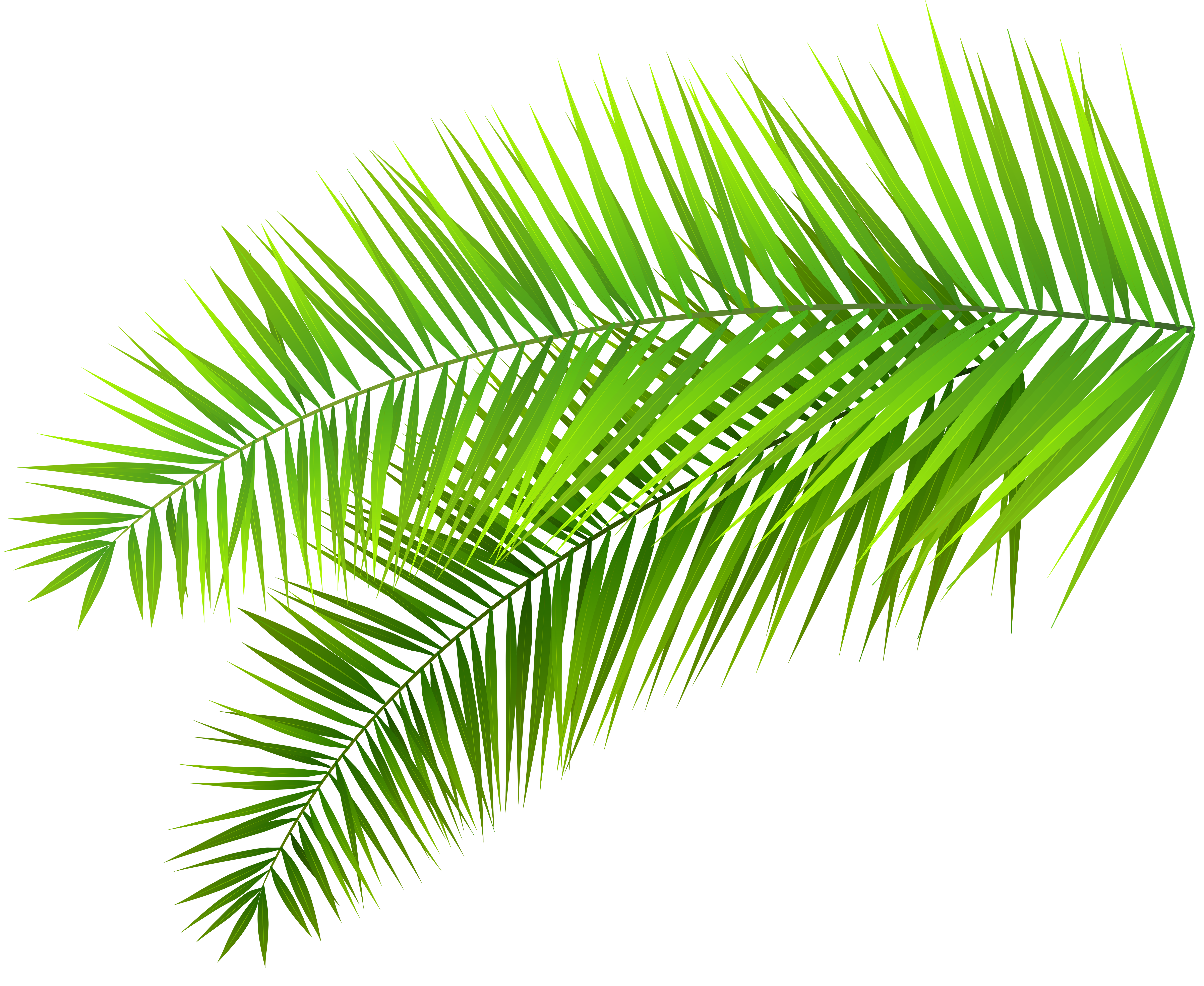 Palm Frond Palm Leaf Clipart 20 Free Cliparts Download Images On Clipground 2023