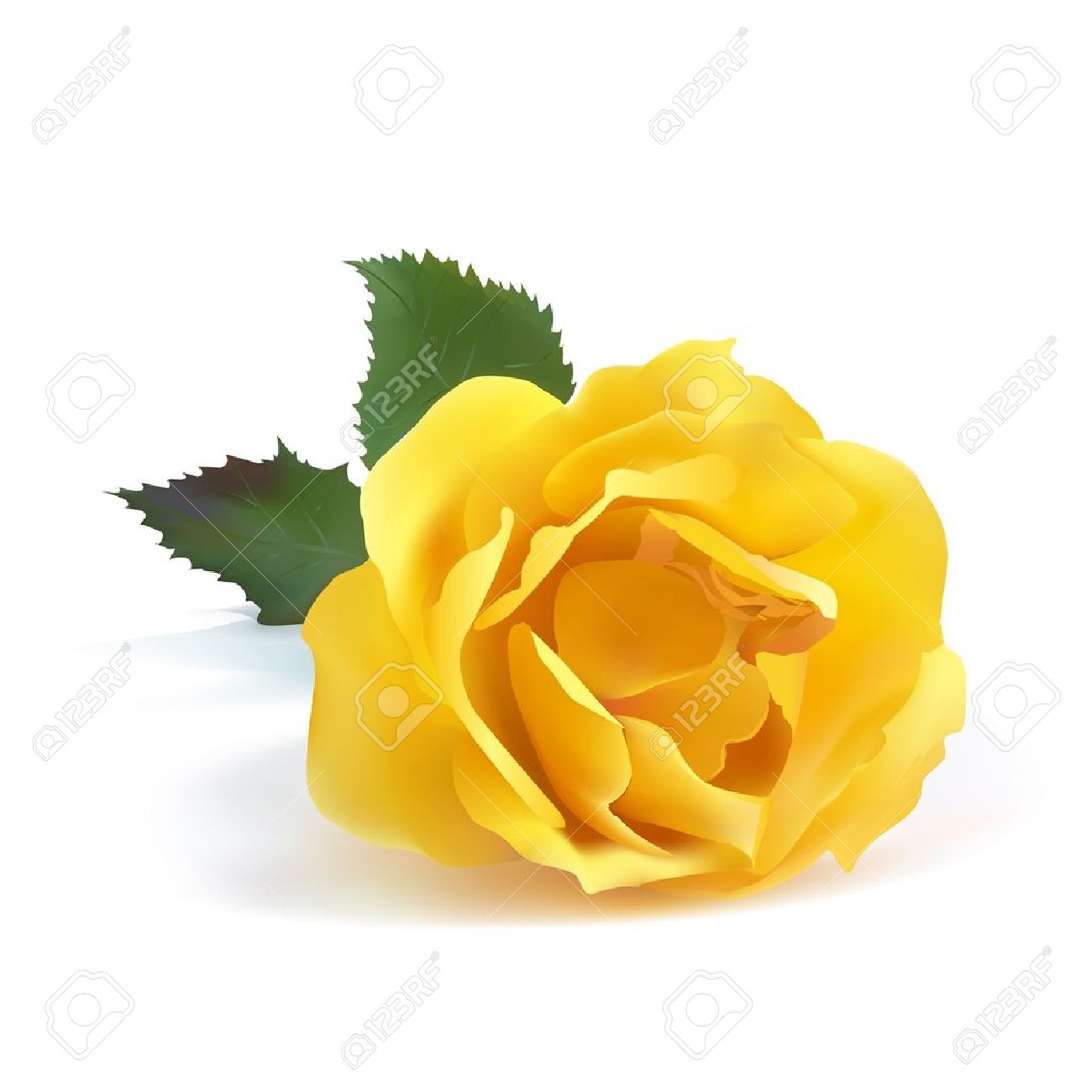 Yellow rose hd clipart.