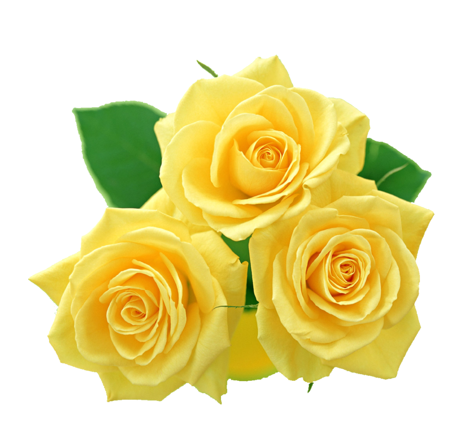 Download Pale yellow rose clipart 20 free Cliparts | Download images on Clipground 2021