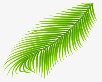 Palm Branch PNG Images, Free Transparent Palm Branch.