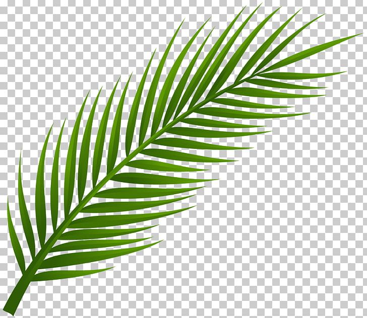 Arecaceae Leaf Palm Branch PNG, Clipart, Arecaceae, Arecales.