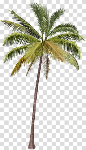 Palm Plan transparent background PNG cliparts free download.