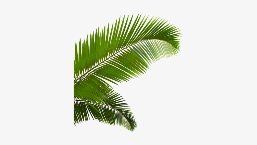 Palm Fronds Png.