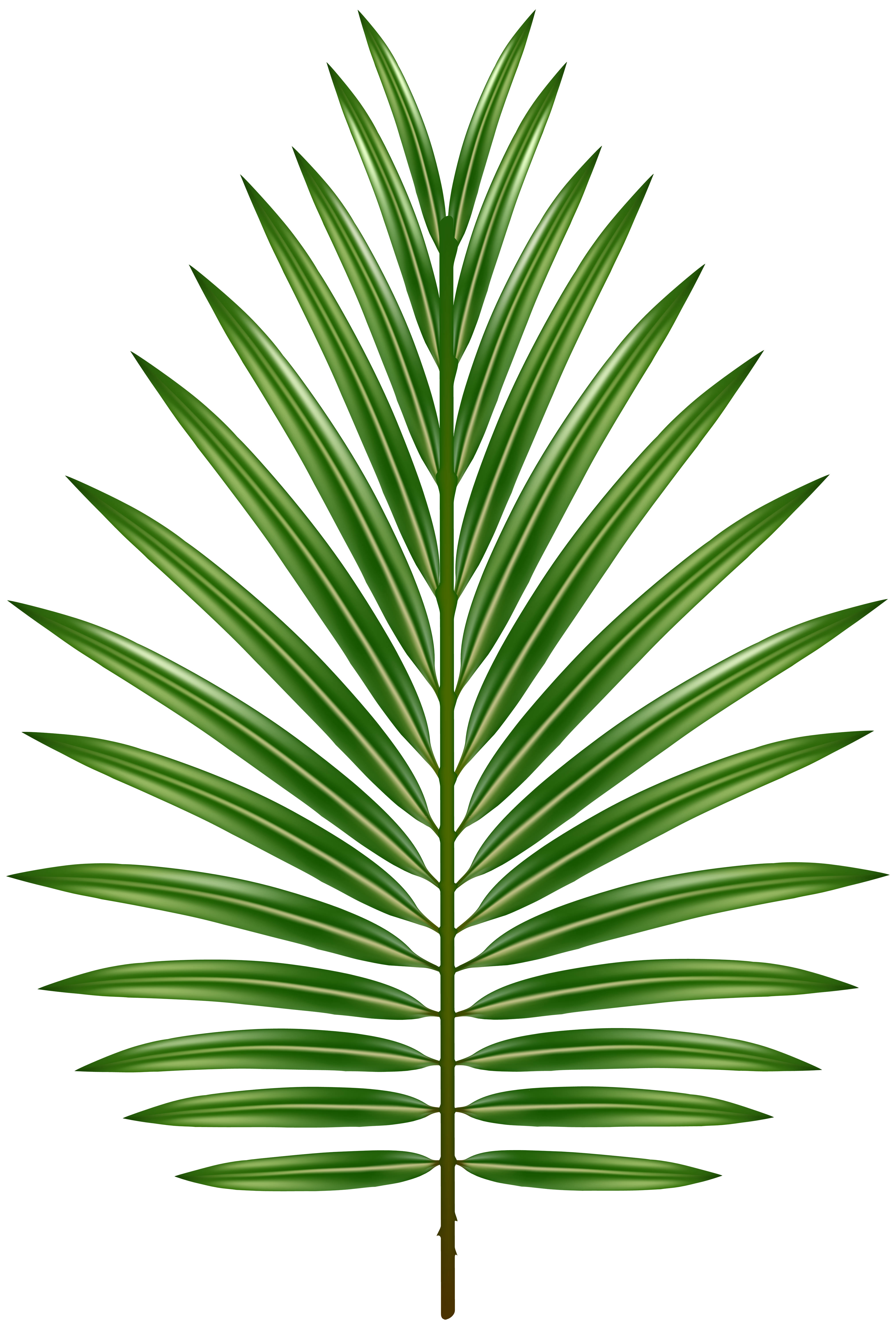 Palm Leaf Transparent Image.