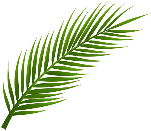 Palm leaves clipart 20 free Cliparts | Download images on Clipground 2024