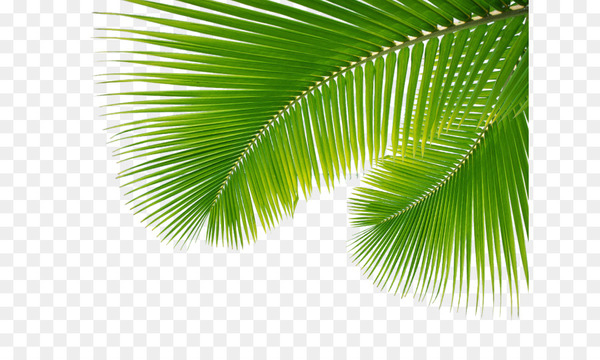 Arecaceae Leaf Palm branch.