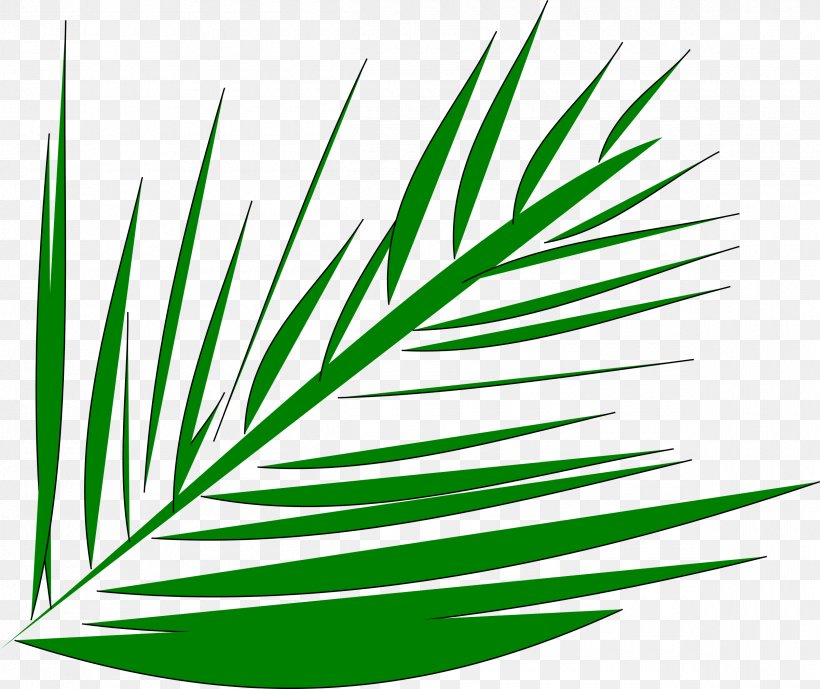 Palm.