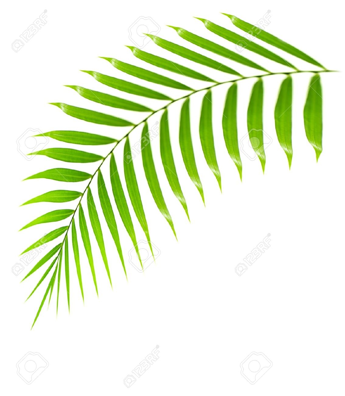 6397 Palm free clipart.