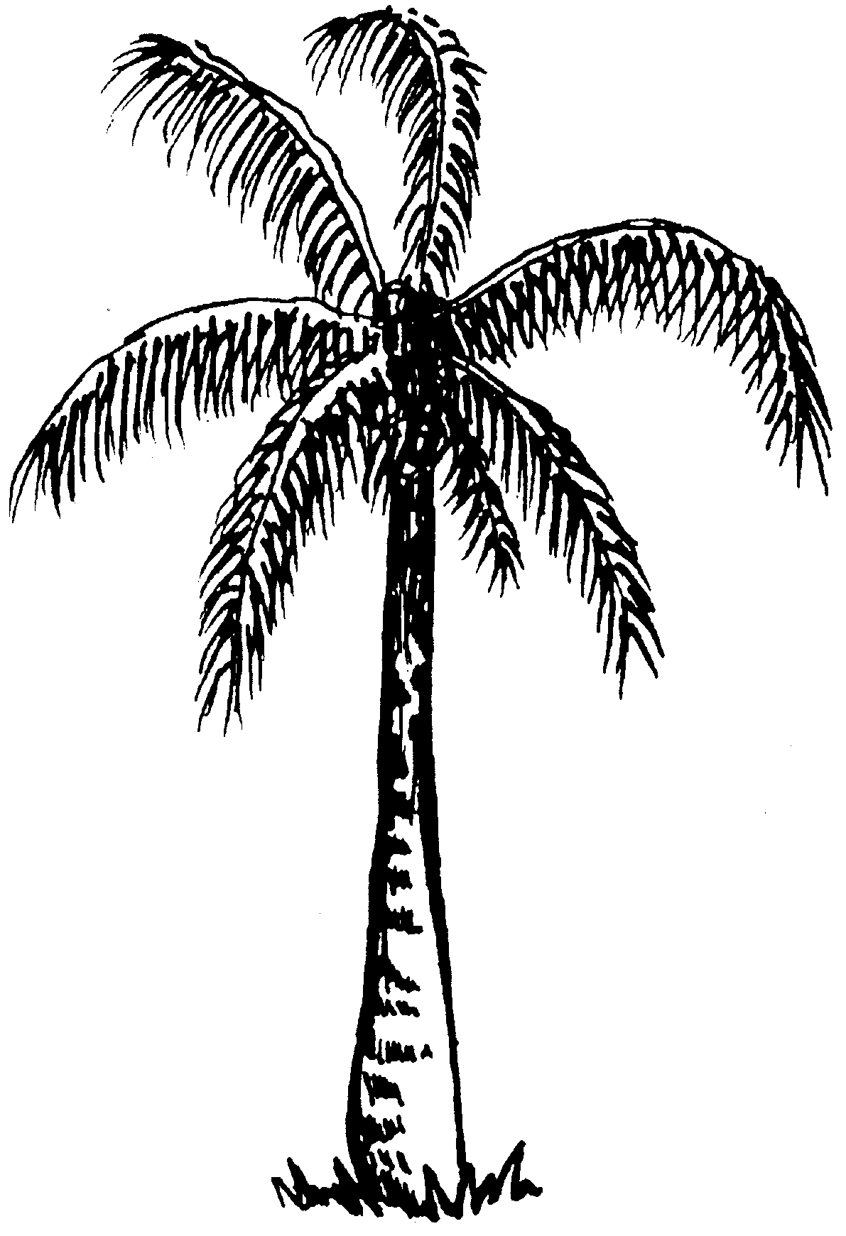 Free Coconut Tree Clipart Black And White, Download Free.