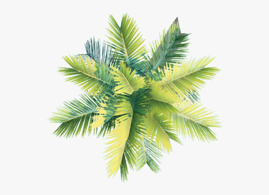 Coconut Tree Clipart Curved.