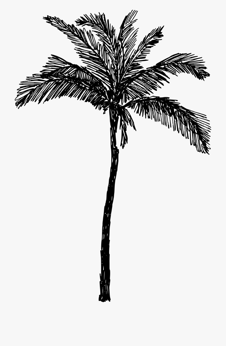 palm tree drawing png 10 free Cliparts | Download images on Clipground 2022