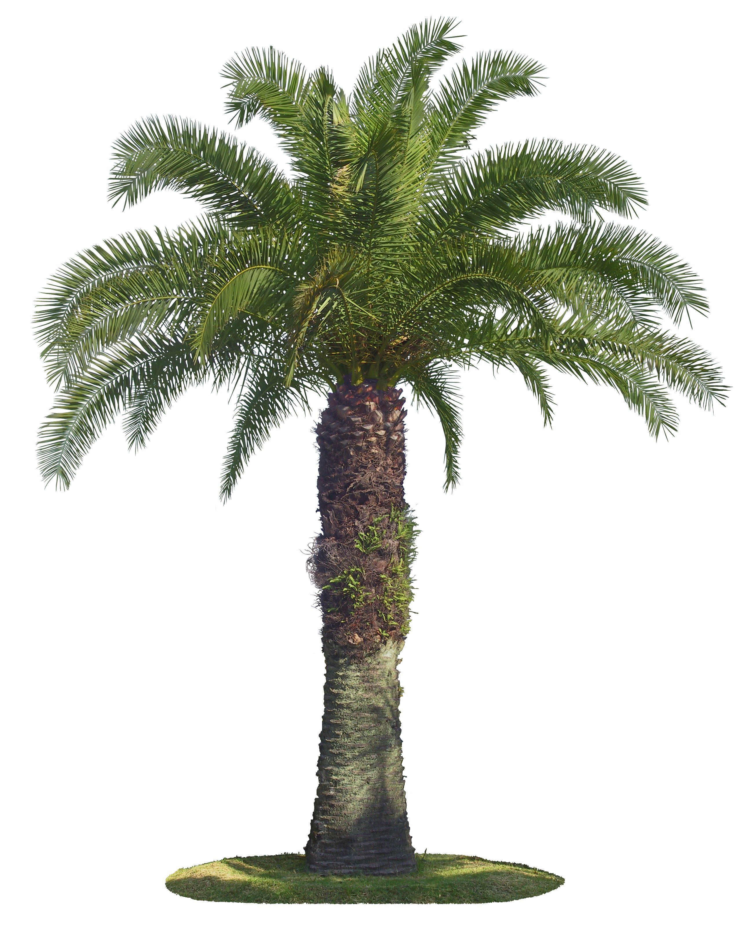 PALM TREE ELEVATION CLIPART - 933px Image #9 