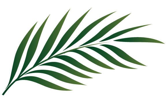 palm tree leaf clipart 20 free Cliparts | Download images on Clipground