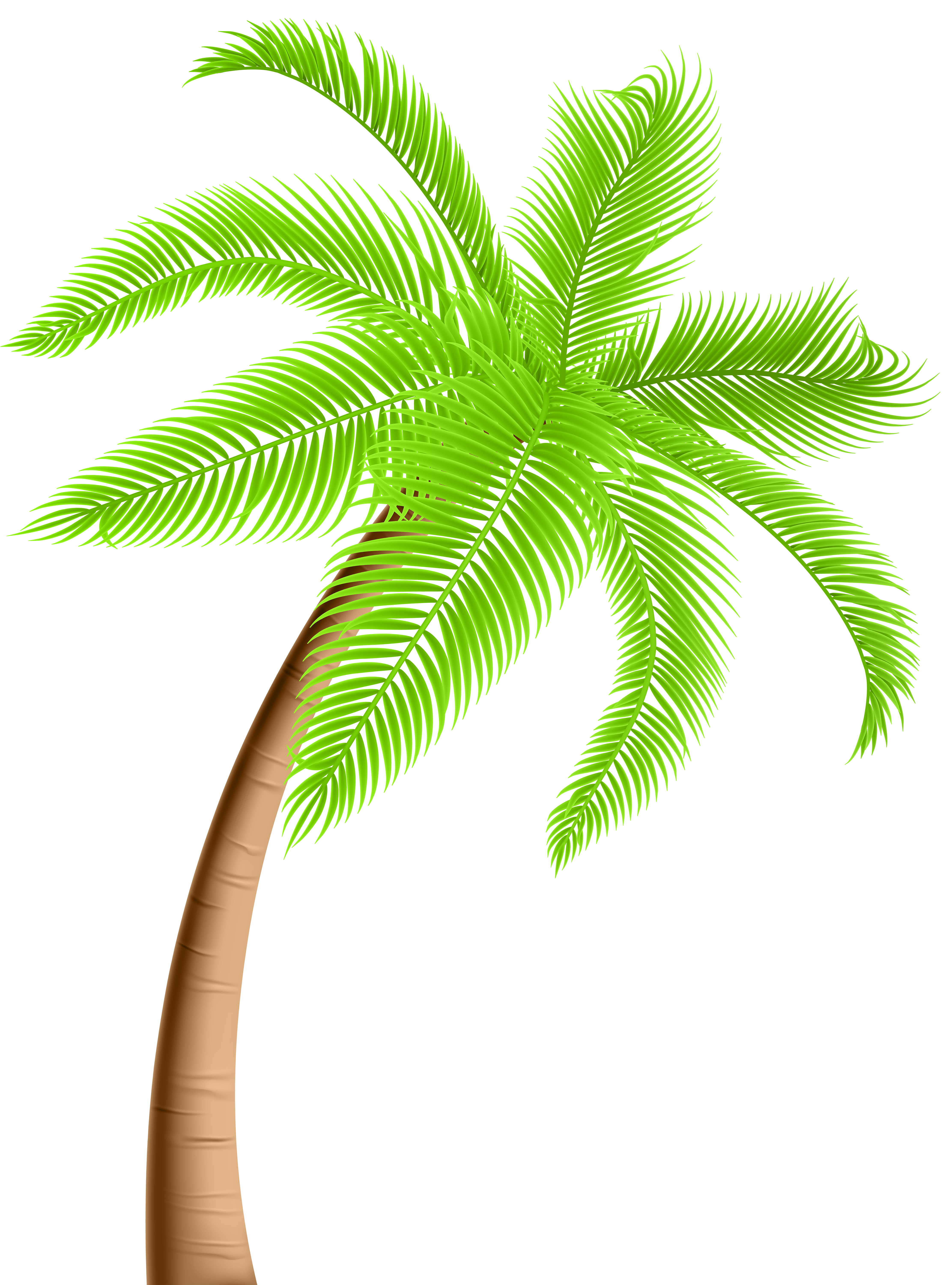 Palm Tree PNG Clip Art.