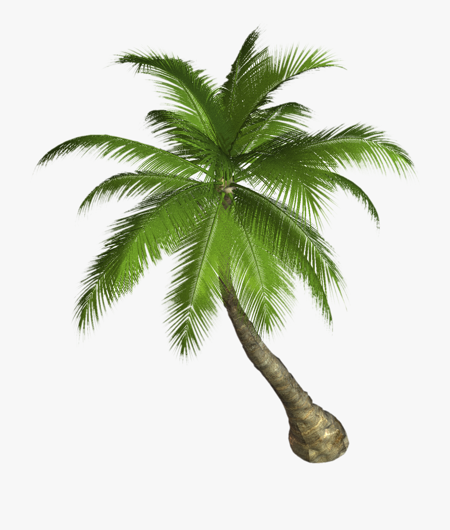 Palm Tree Png Images, Download Free Pictures.