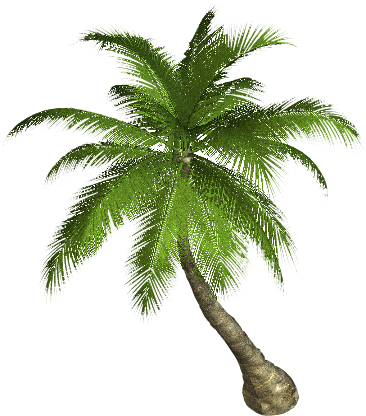 Palm Tree transparent PNG.