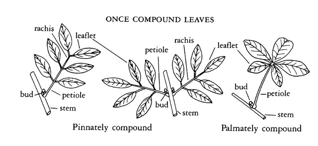 Similiar Pinnate Parts Keywords.