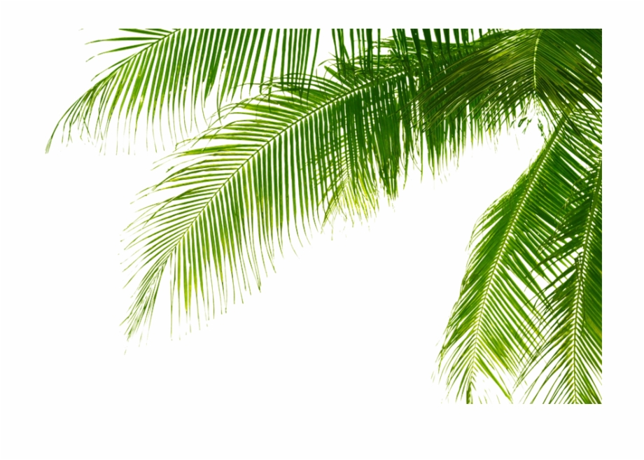 Green Palm Leaves Png Pic.