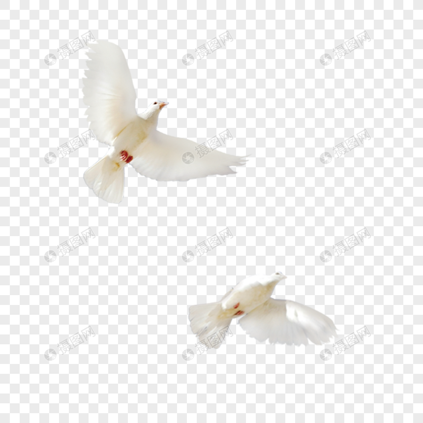 dos palomas blancas Imagen Descargar_PRF Gráficos.