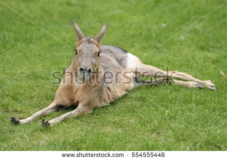 Pampas Hare Hare Stock Photos, Royalty.