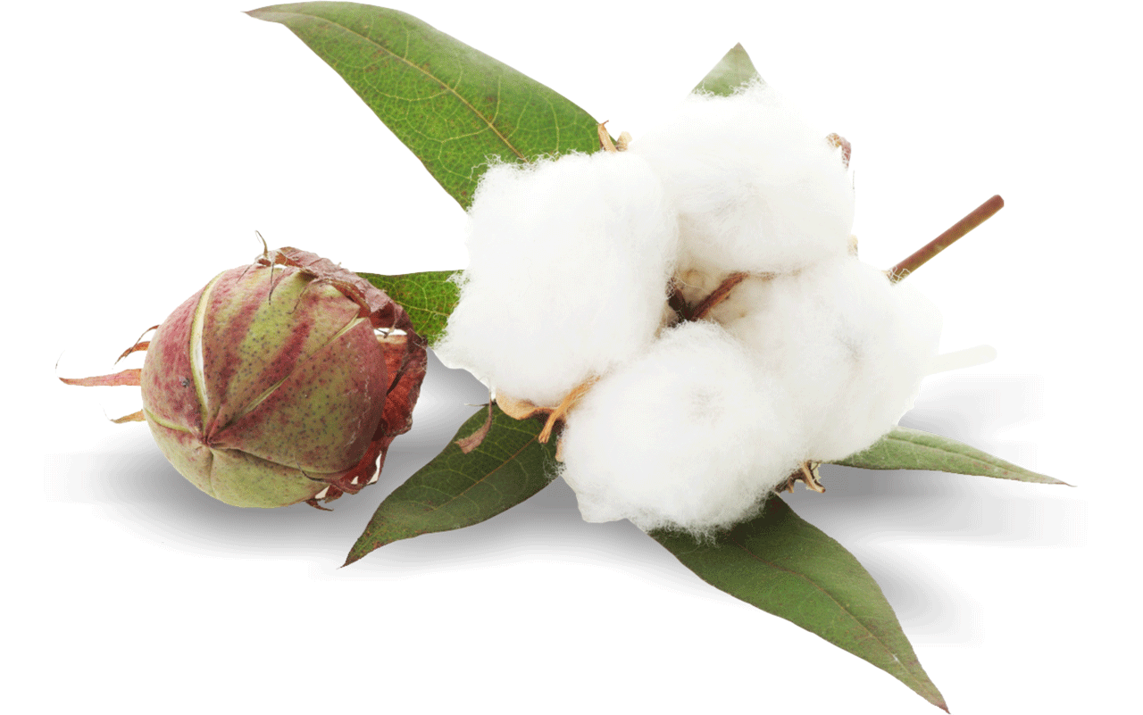Cotton PNG images free download.