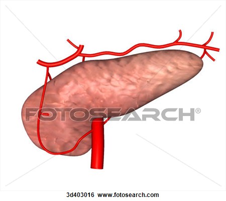 Pancreas Clipart.