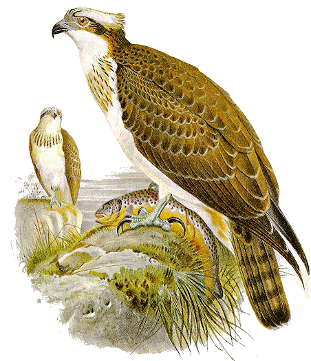 Osprey Pandion haliaetus.