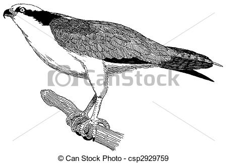 Stock Illustration of Osprey.
