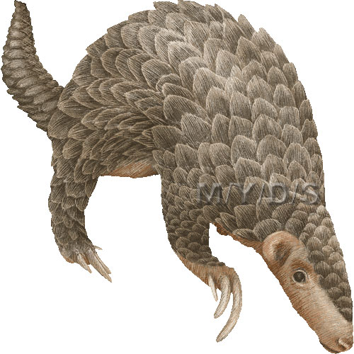 Pangolin clipart 20 free Cliparts | Download images on Clipground 2021