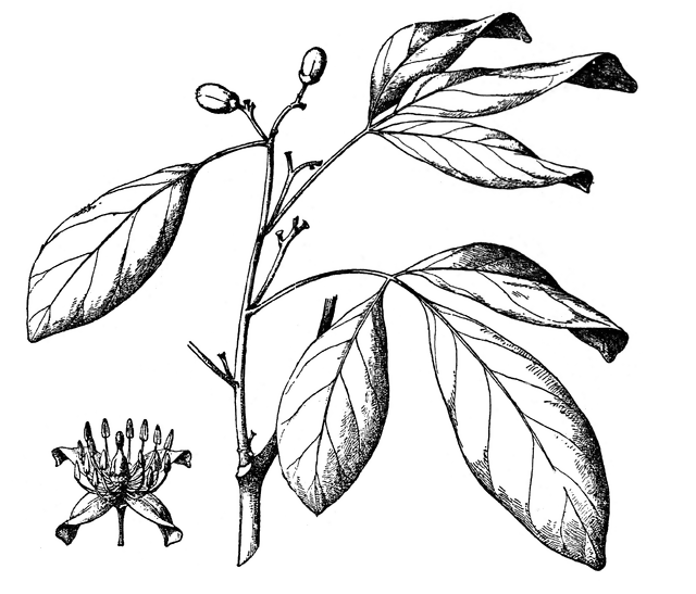 Balsamocitrus Paniculata.