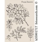 Murraya paniculata Clip Art Illustrations. 13 murraya paniculata.