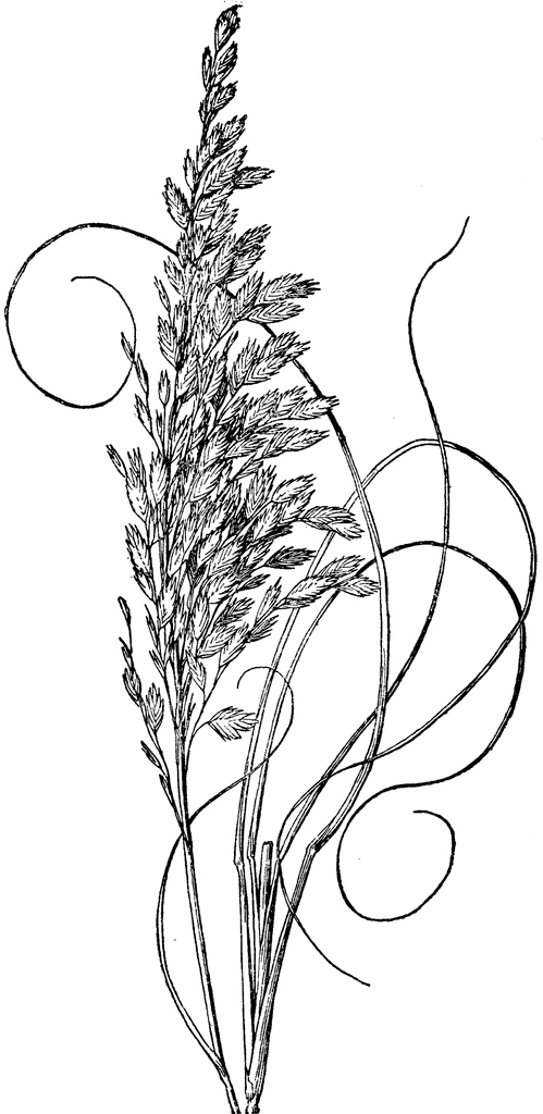 Uniola Paniculata.