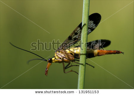 Panorpidae Stock Photos, Images, & Pictures.