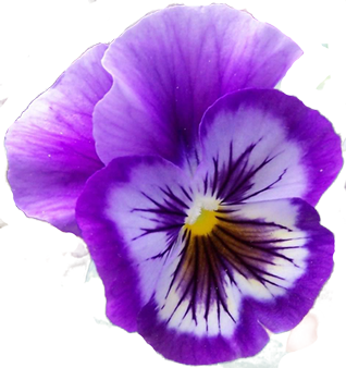 Pix For > Purple Pansies Clipart.