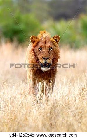 Stock Image of African lion Panthera leo.